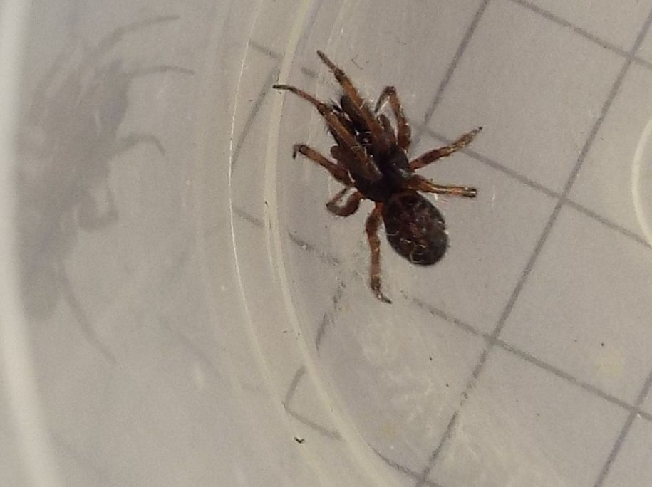 Steatoda bipunctata - Vigo di Fassa (TN)